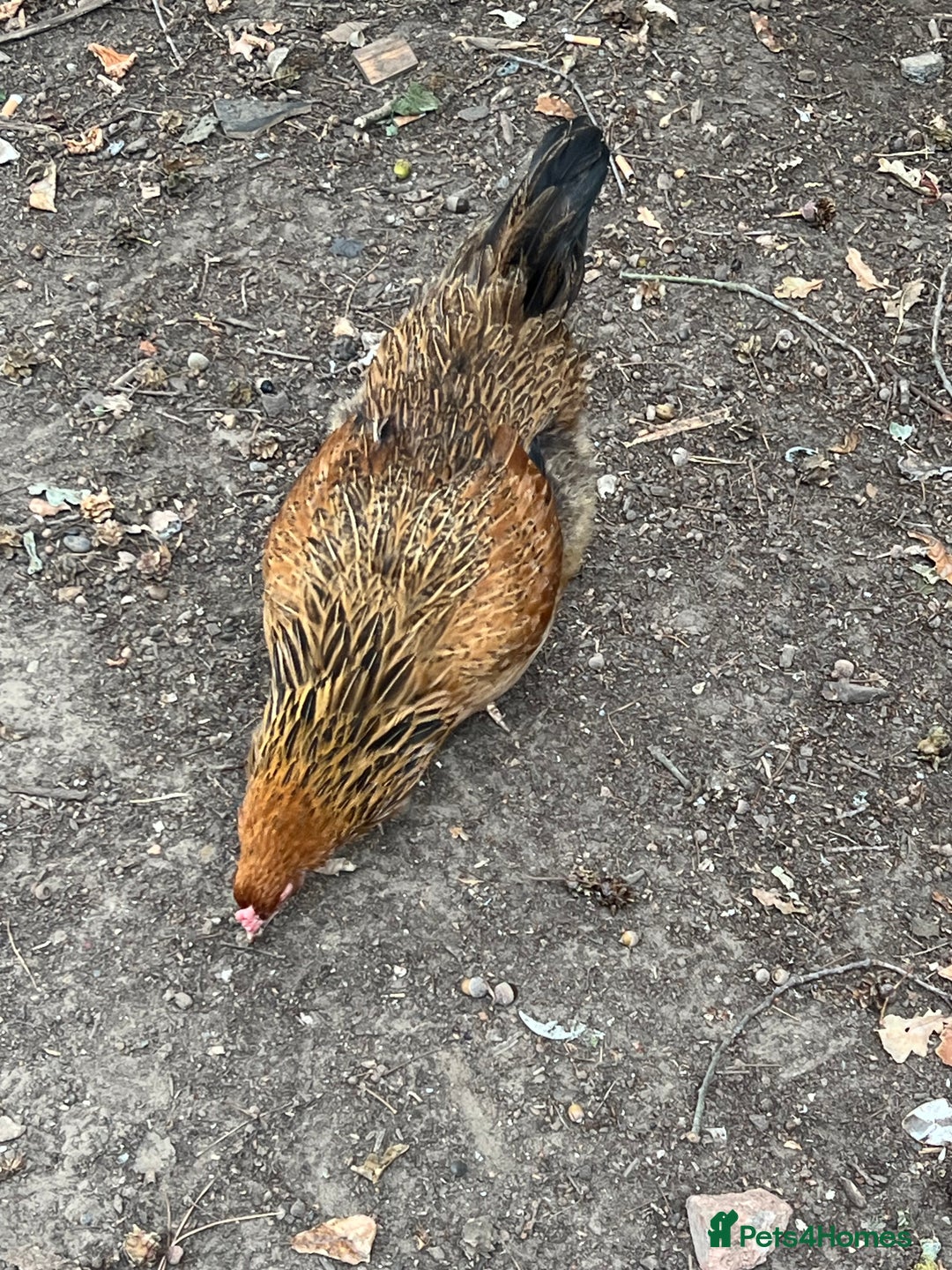Chickens poultry for sale: Point of laying hen in Eltham read  advert thanks  - Image 8