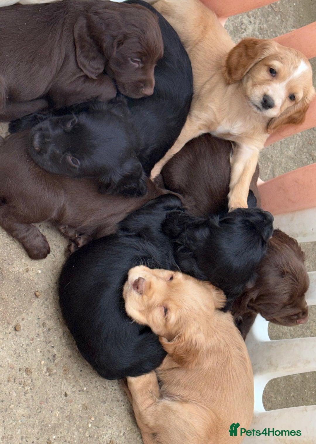 Cocker Spaniel dogs for sale: Cocker spaniel  - Advert 4