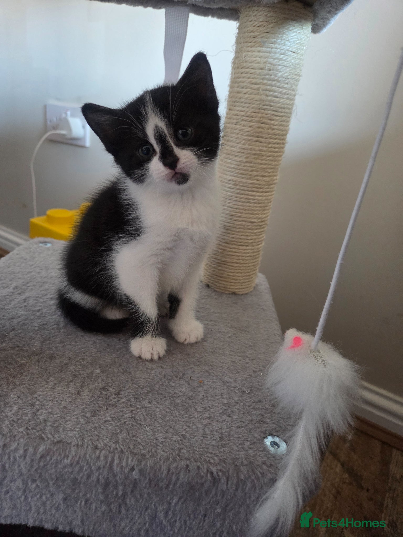 Mixed Breed cats 1 male and 1 female kitten - Advert 13