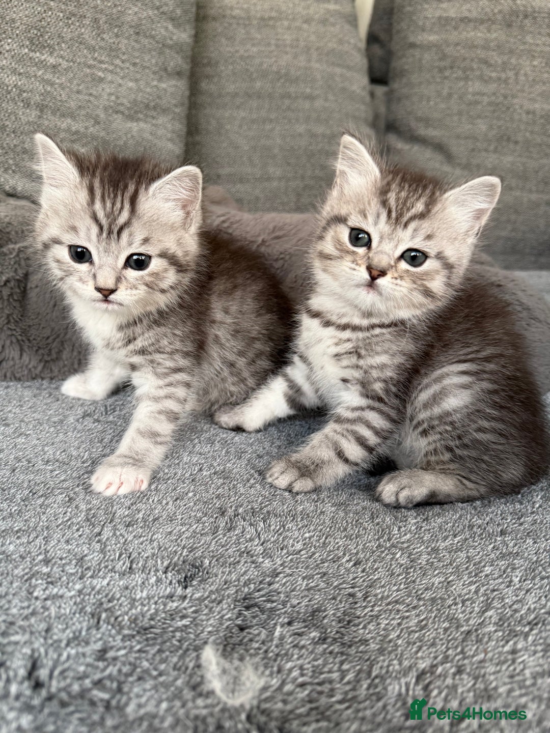 Mixed Breed cats for sale: Kittens for sale  - Advert 3