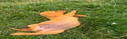 Labrador Retriever dogs for sale: Last Fox Red Girl Remaining, Health Checked - Advert 8