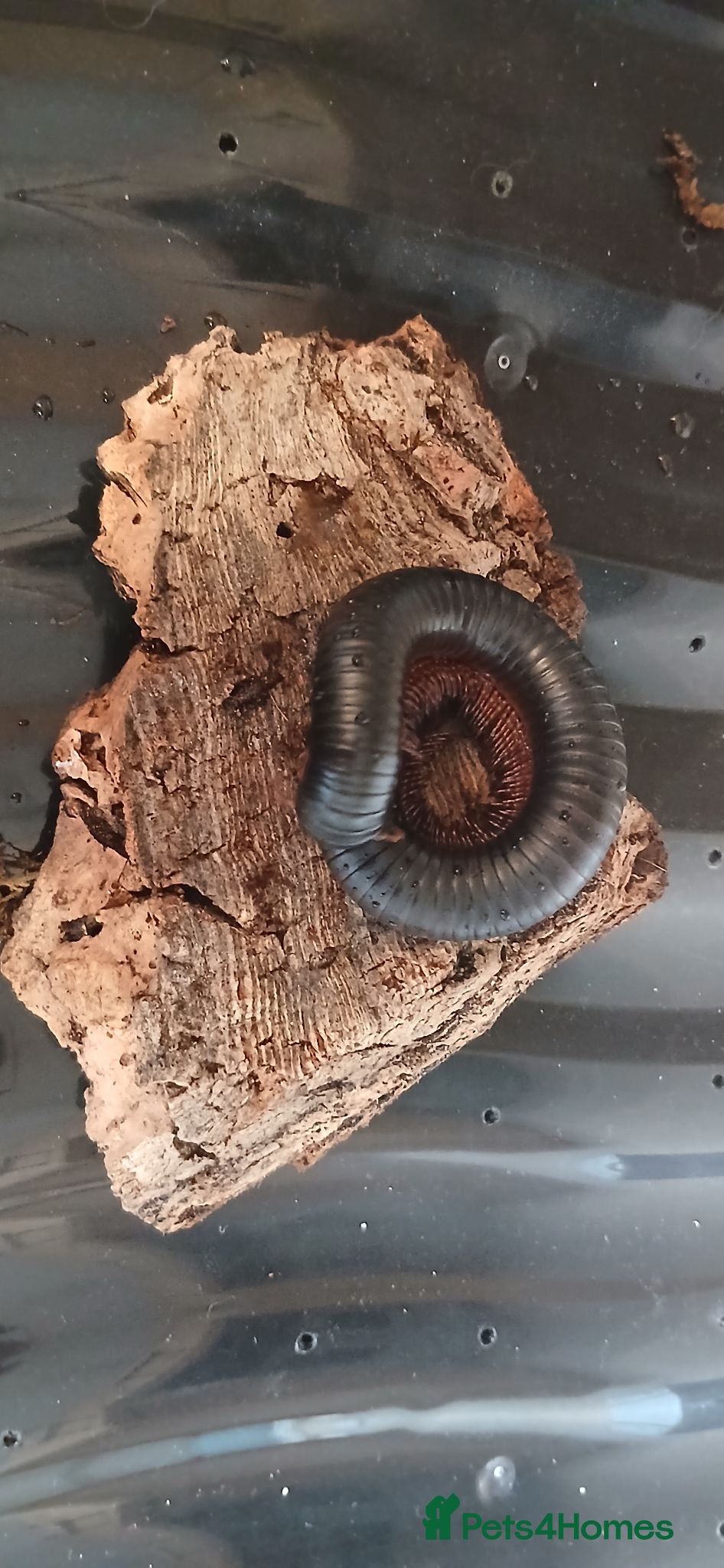 Millipedes invertebrates Giant African millipede ☺️💕 - Advert 1