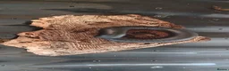 Millipedes invertebrates for sale: Giant African millipede ☺️💕 - Advert 1