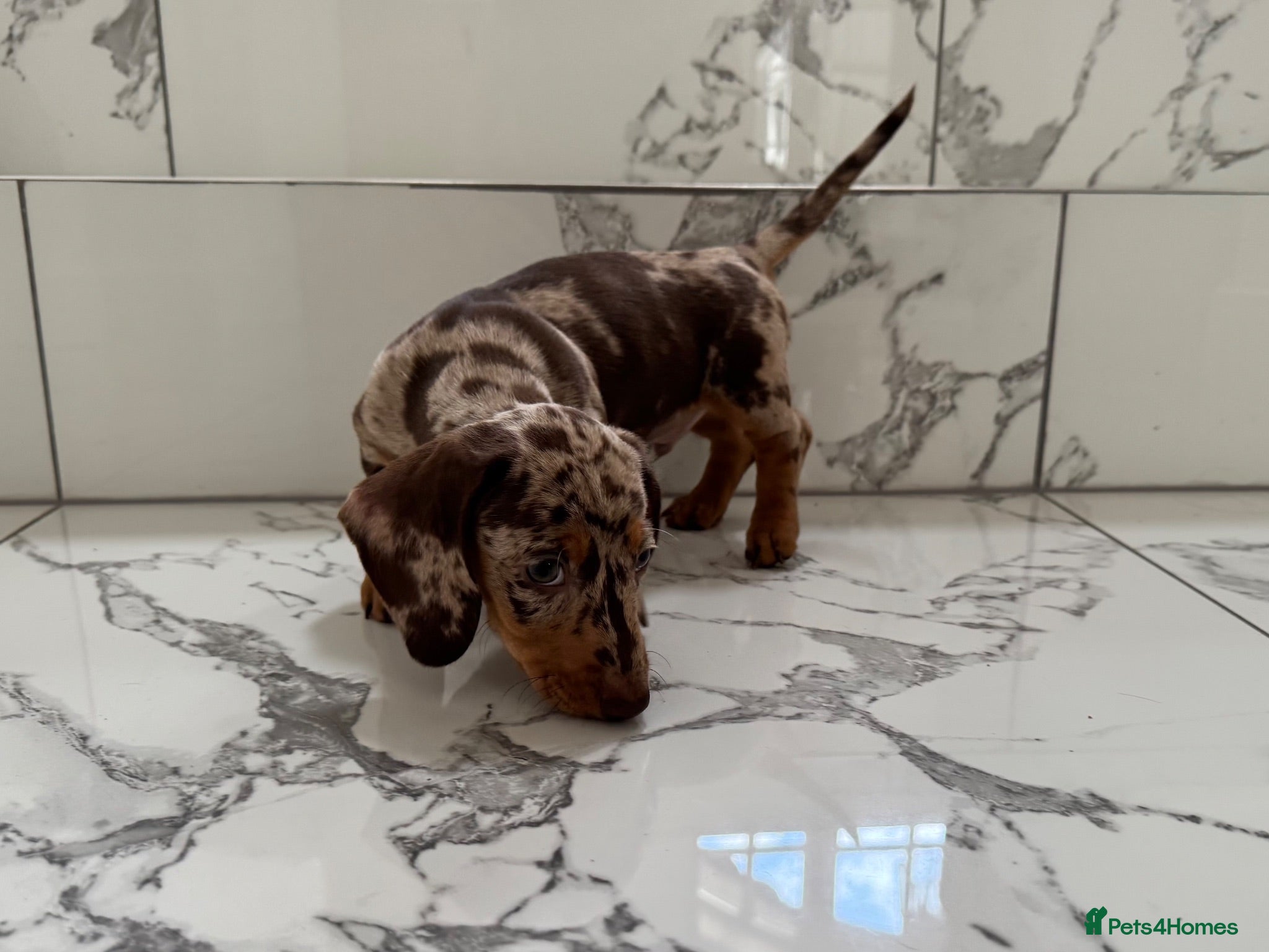 Miniature Dachshund dogs Ready now. KC. PRA Clear. Mini Dachshunds.Stunning - Advert 3