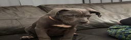 Cane Corso dogs for sale: Cane corso puppies - Advert 7