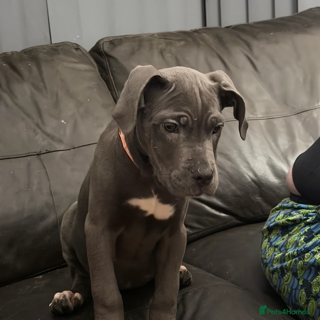 Cane Corso dogs for sale: Cane corso puppies - Advert 7