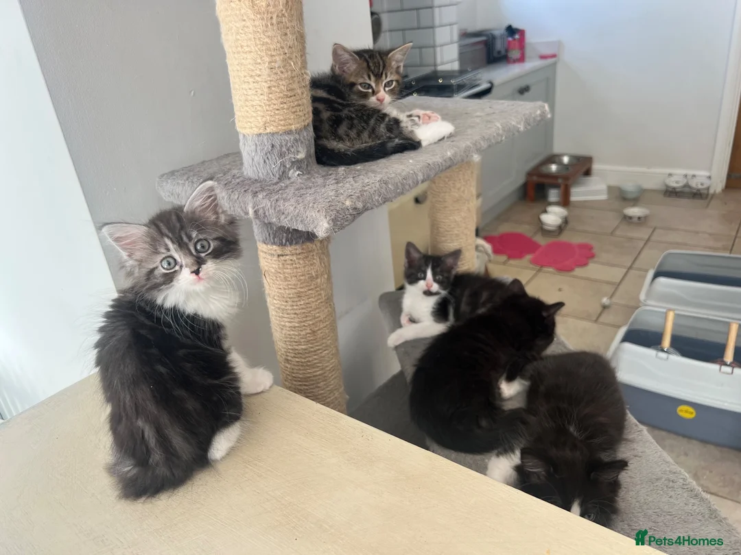 Ragcoon cats for sale: 🐾 Beautiful Maine Coon x Ragdoll kittens  - Advert 2