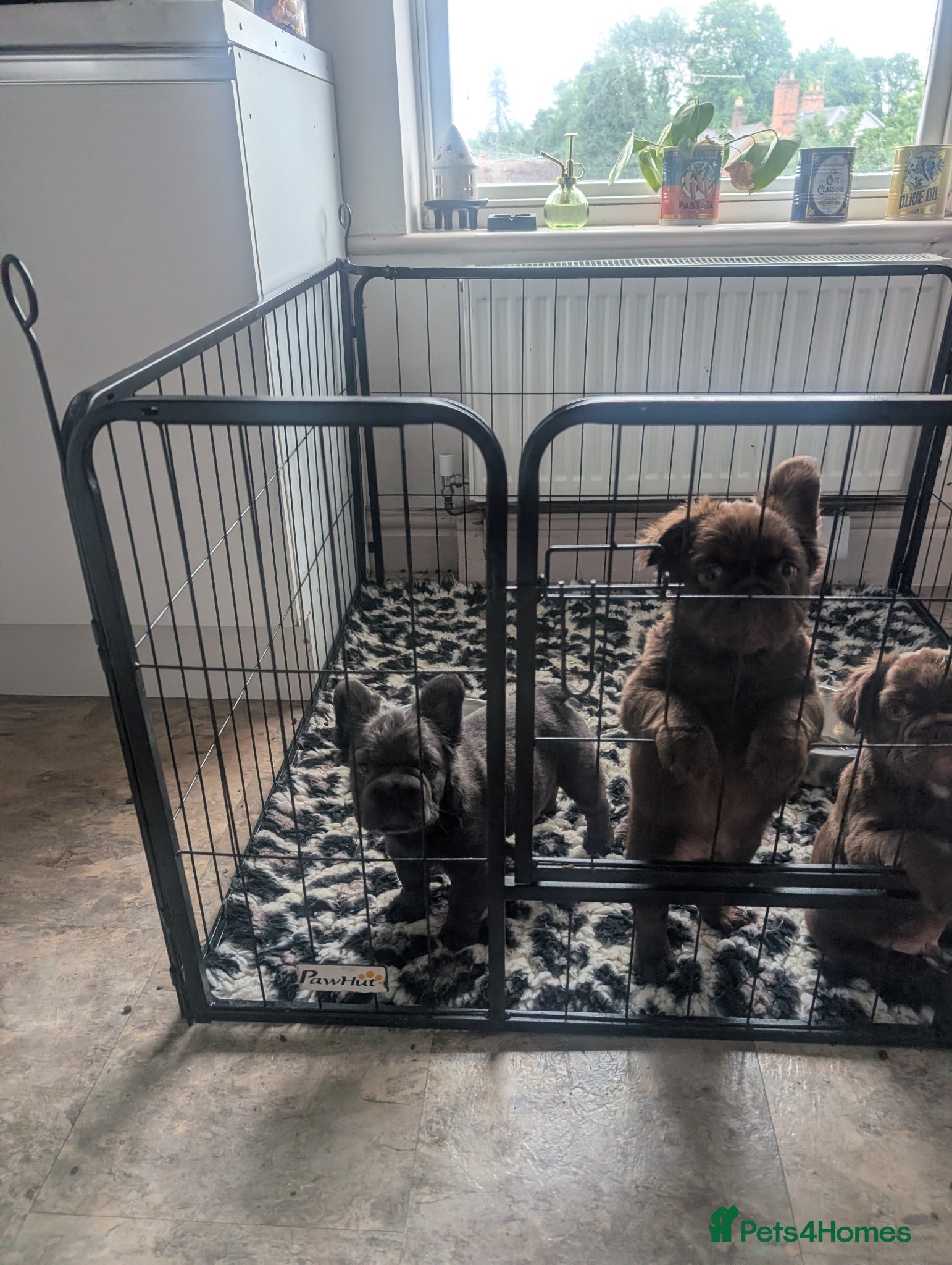 French Bulldog dogs 3 KC Registered Fluffy  **  French bulldogs - Advert 3