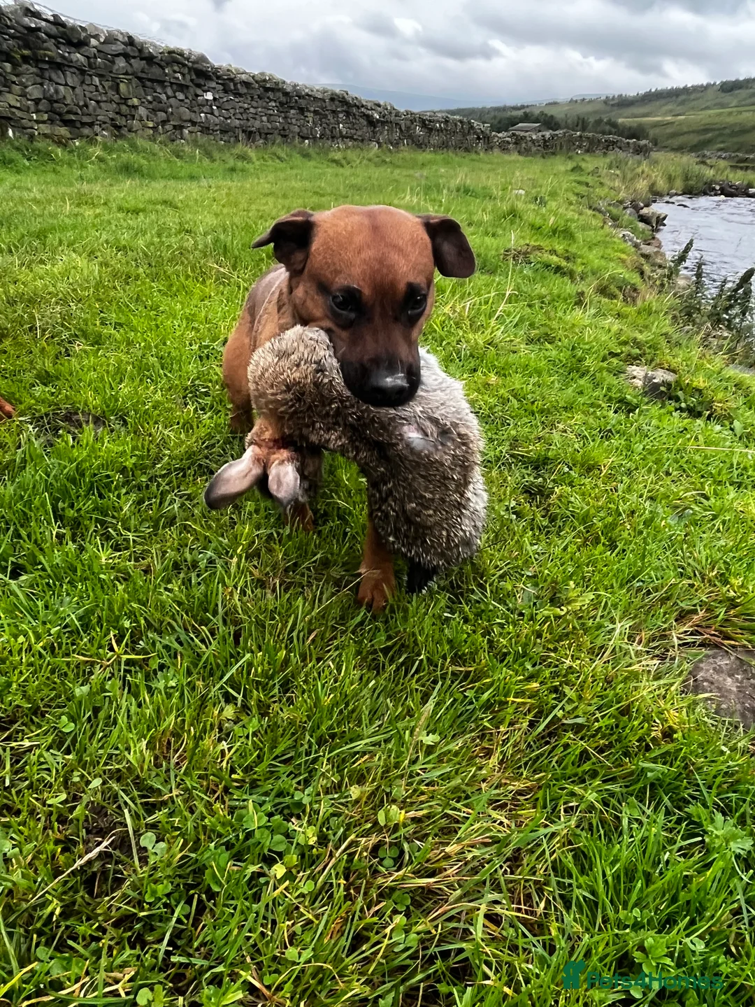 Patterdale Terrier dogs for stud: Super All Round Working Fell Terrier  in Hawes - Advert 9