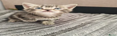 Domestic Shorthair 5