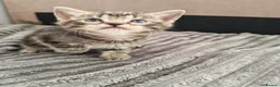 Domestic Shorthair cats for sale: Very playful and lovely kittens - Advert 2