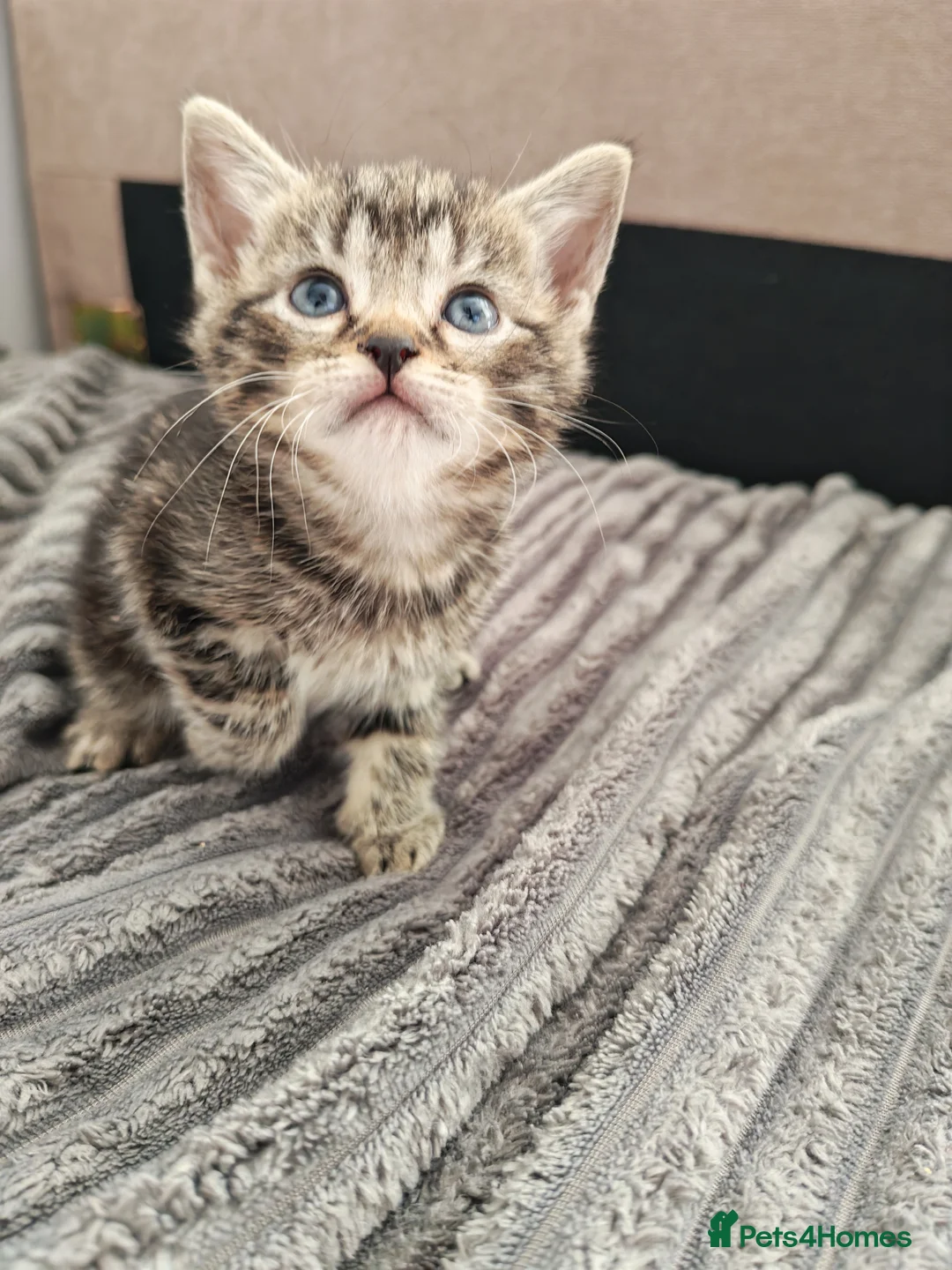 Domestic Shorthair cats for sale: Very playful and lovely kittens - Advert 2