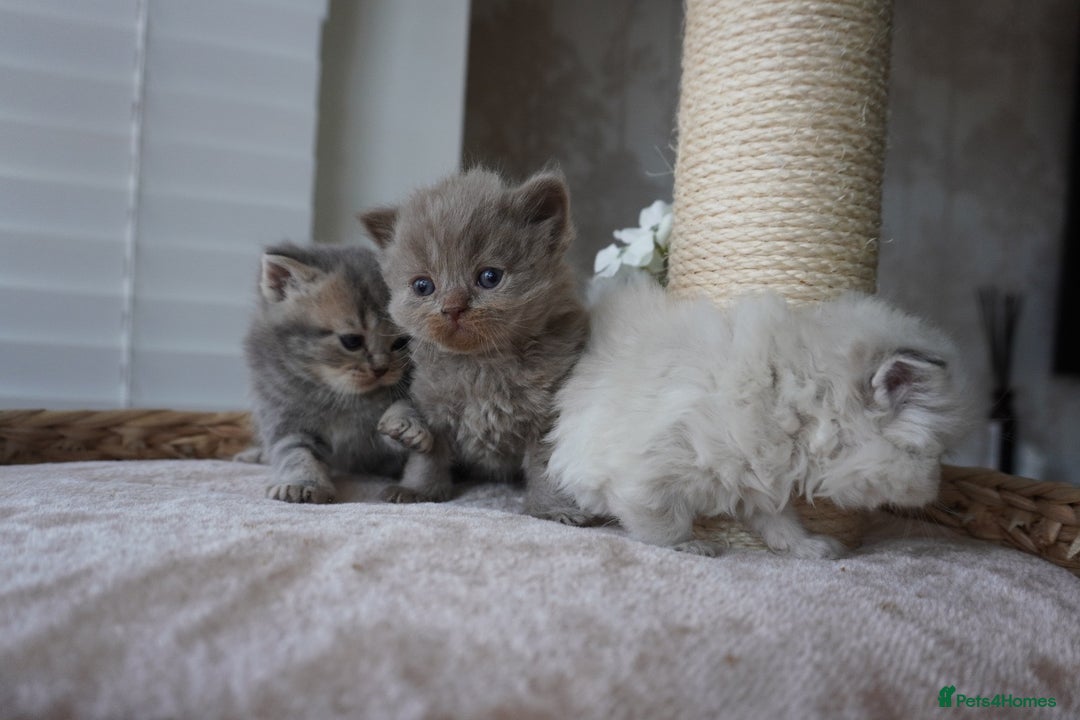 Scottish Fold cats for sale: Scottish Fold kittens  - Image 7