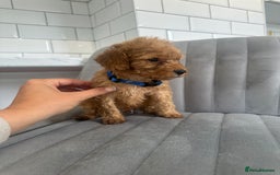 Cockapoo dogs for sale: OUTSTANDING Red Cockapoo Puppies  - Image 5