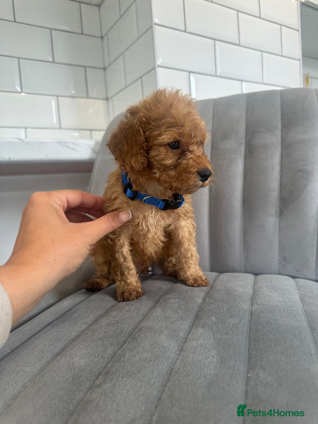 Cockapoo dogs for sale: OUTSTANDING Red Cockapoo Puppies  - Image 5
