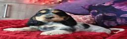 Cocker Spaniel dogs for sale: Extensively Health Tested, Top Quality pedigree  - Advert 19