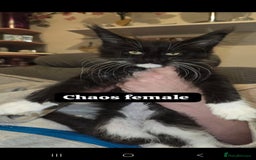 Maine Coon cats for sale: Take a look at these beautiful mainecoon kittens - Image 2