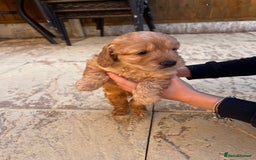 Cockapoo dogs for sale: cockapoo puppies - Advert 12