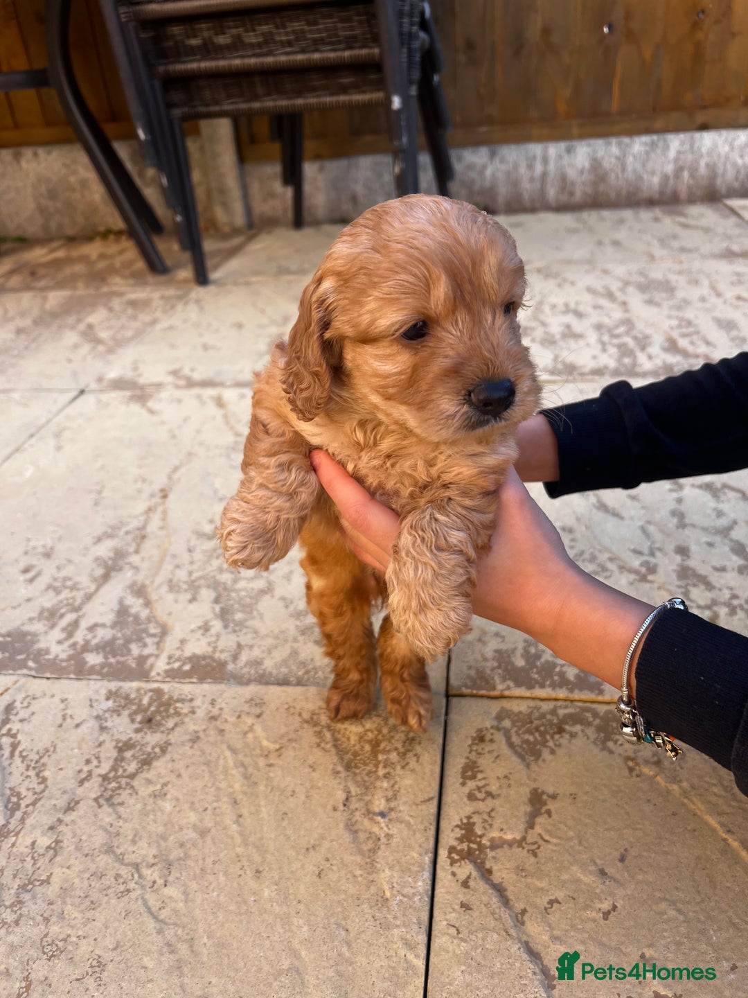 Cockapoo dogs for sale: cockapoo puppies - Advert 12