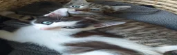 Mixed Breed cats for sale: 5 lovely kittens for sale  in Stafford - Advert 8