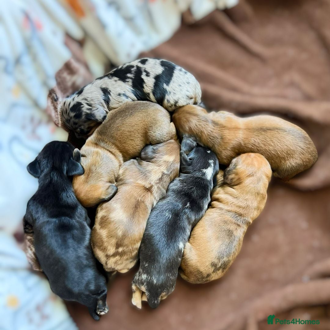 Miniature Dachshund dogs for sale: 7 Mini Dachshunds - Image 5