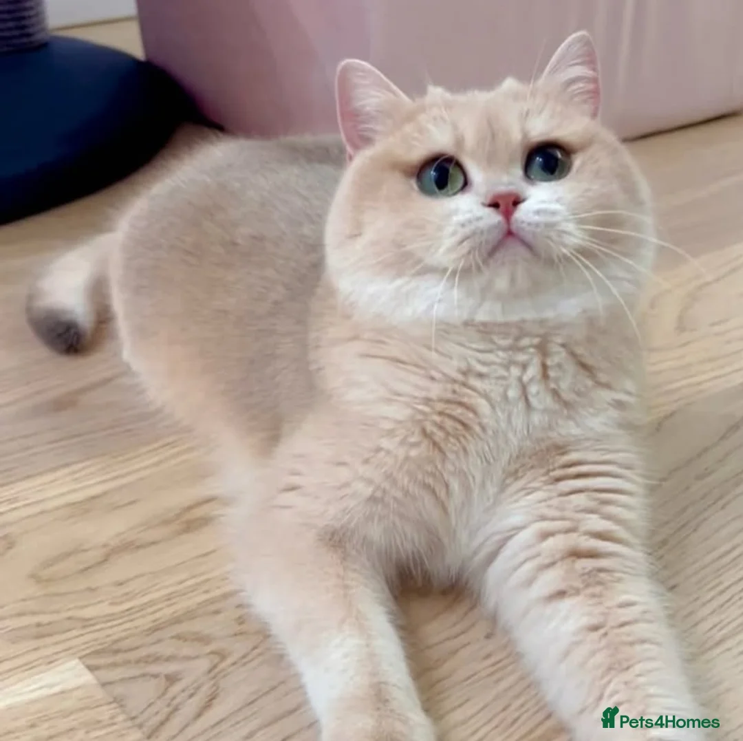 British Shorthair cats for sale: Tica registered ACTIVE queen - Advert 2
