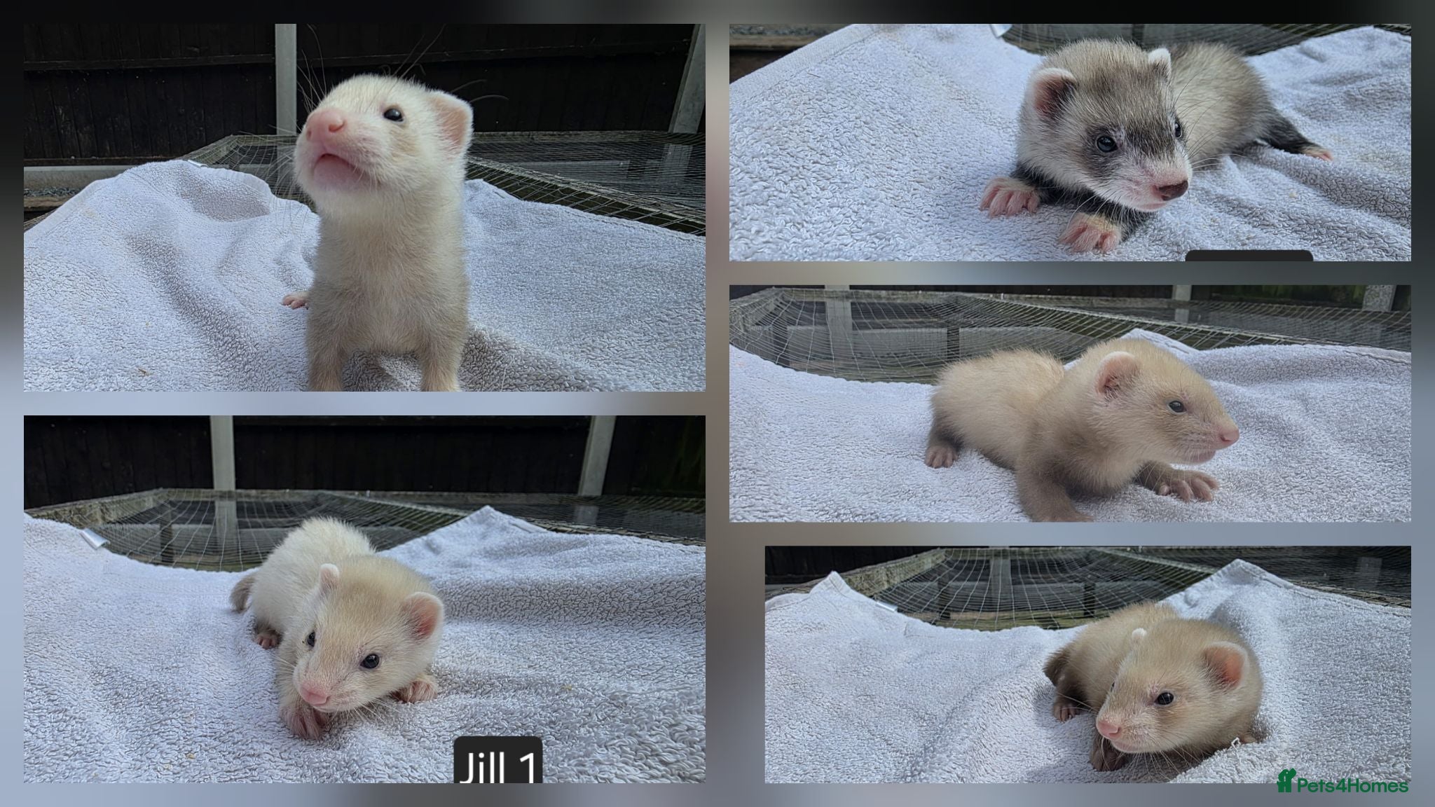 Ferret rodents Standard and Semi Angora Ferret Kits - Advert 15