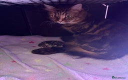 Mixed Breed cats for sale: 1 female tabby & 1 female calico  - Image 10