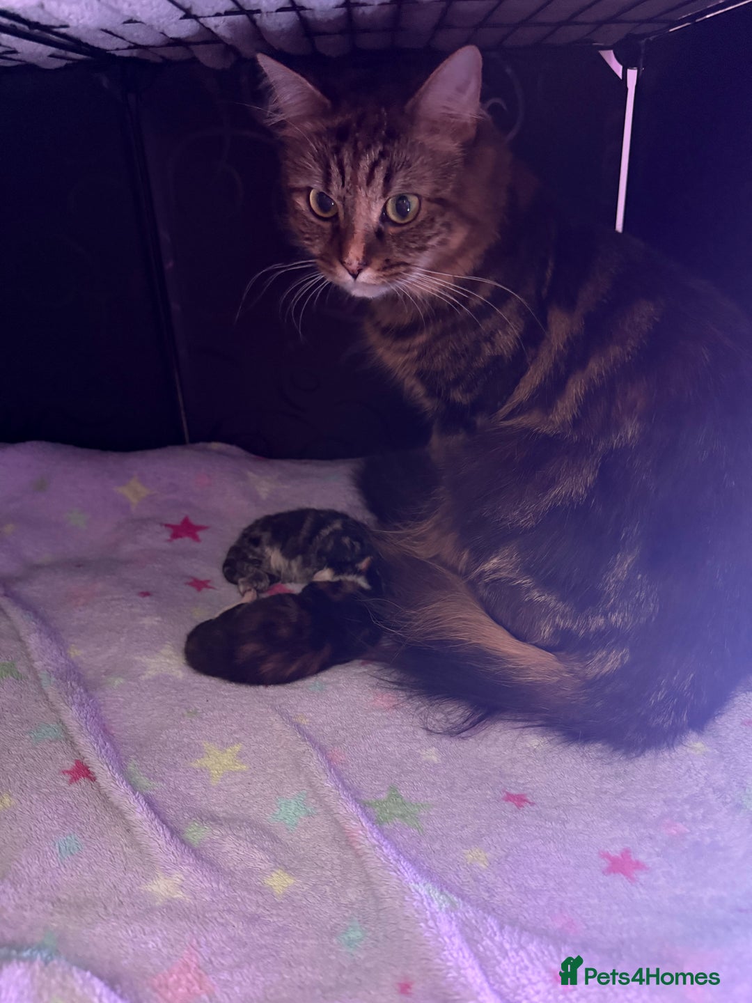 Mixed Breed cats for sale: 1 female tabby & 1 female calico  - Image 10