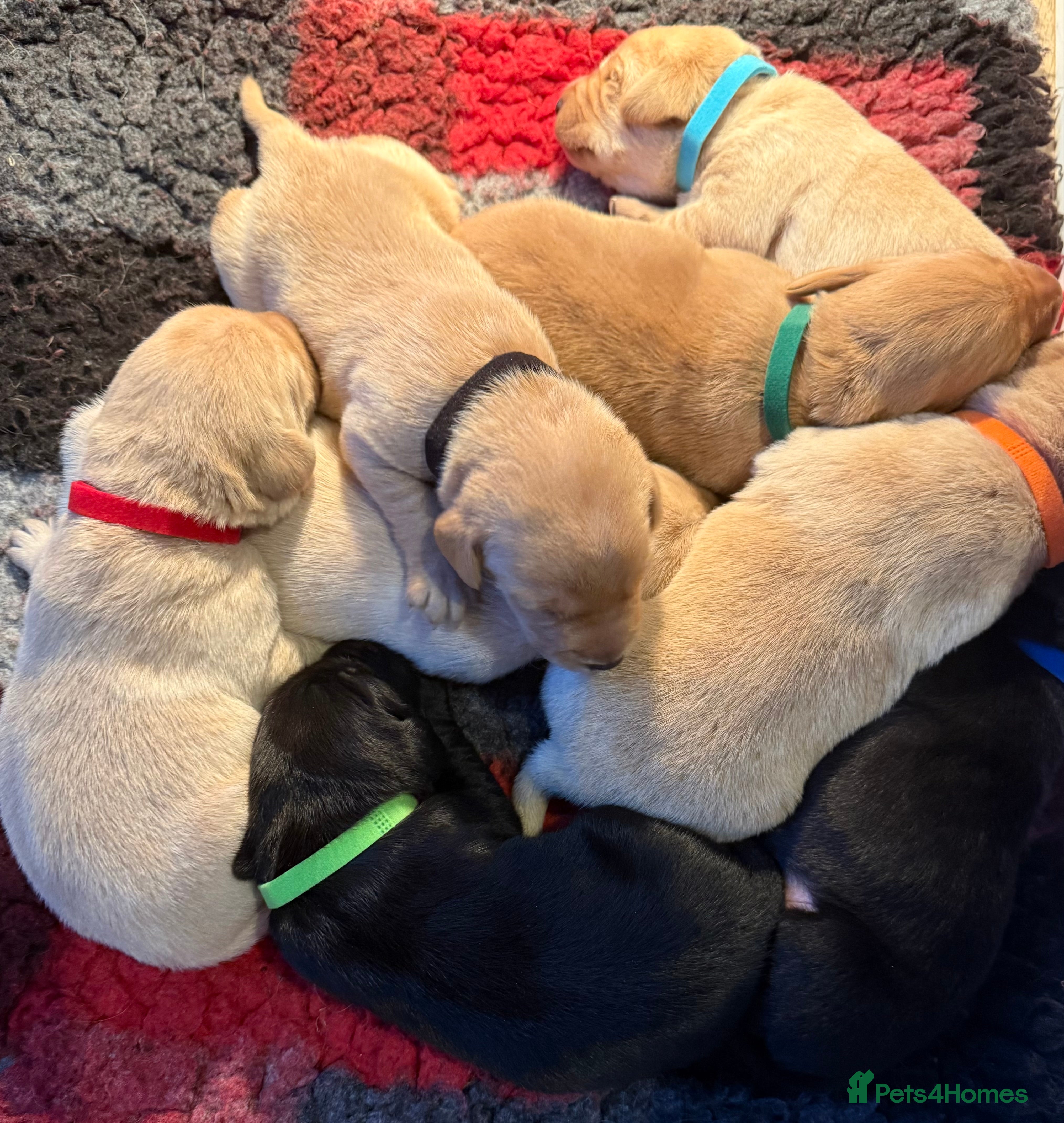 Labrador Retriever dogs QUALITY YELLOW AND BLACK LABRADOR PUPPIES - Advert 9