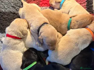 Labrador Retriever dogs QUALITY YELLOW AND BLACK LABRADOR PUPPIES - Advert 9