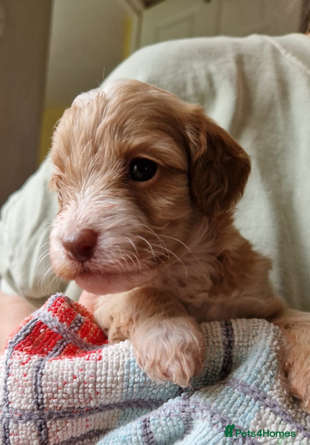 Cockapoo dogs for sale: Beautiful Cockerpoo puppies  - Image 4