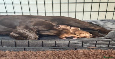 Sprocker dogs - Advert 7