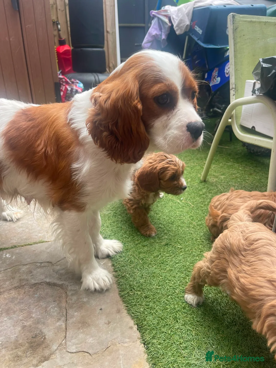 Cavapoo dogs for sale: Adorable Cavapoo Puppies Looking for Forever Homes in Rochdale - Advert 2