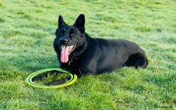 German Shepherd dogs for stud: Beautiful Black German Shepherd  in Sutton Coldfield - Image 5