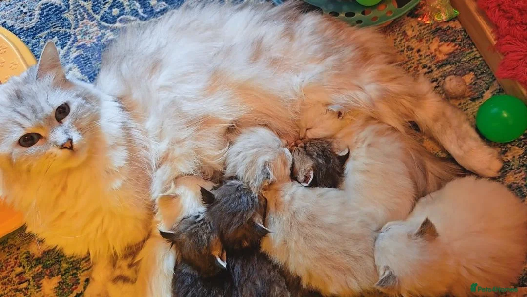 Siberian cats for sale: Pure Siberian GCCF+TICA - Advert 1