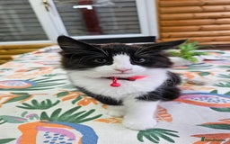 Mixed Breed cats for sale: Long haired black and white girl  - Image 3