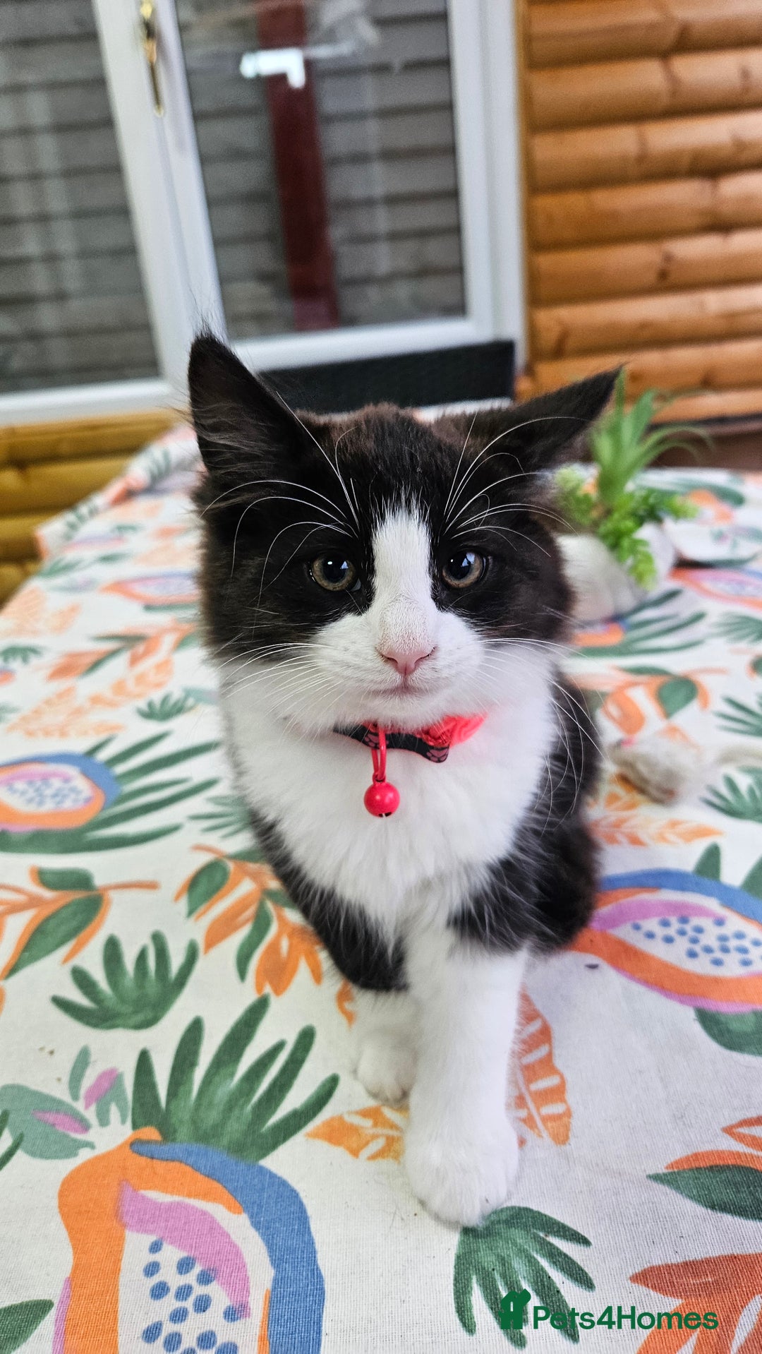 Mixed Breed cats for sale: Long haired black and white girl  - Image 3