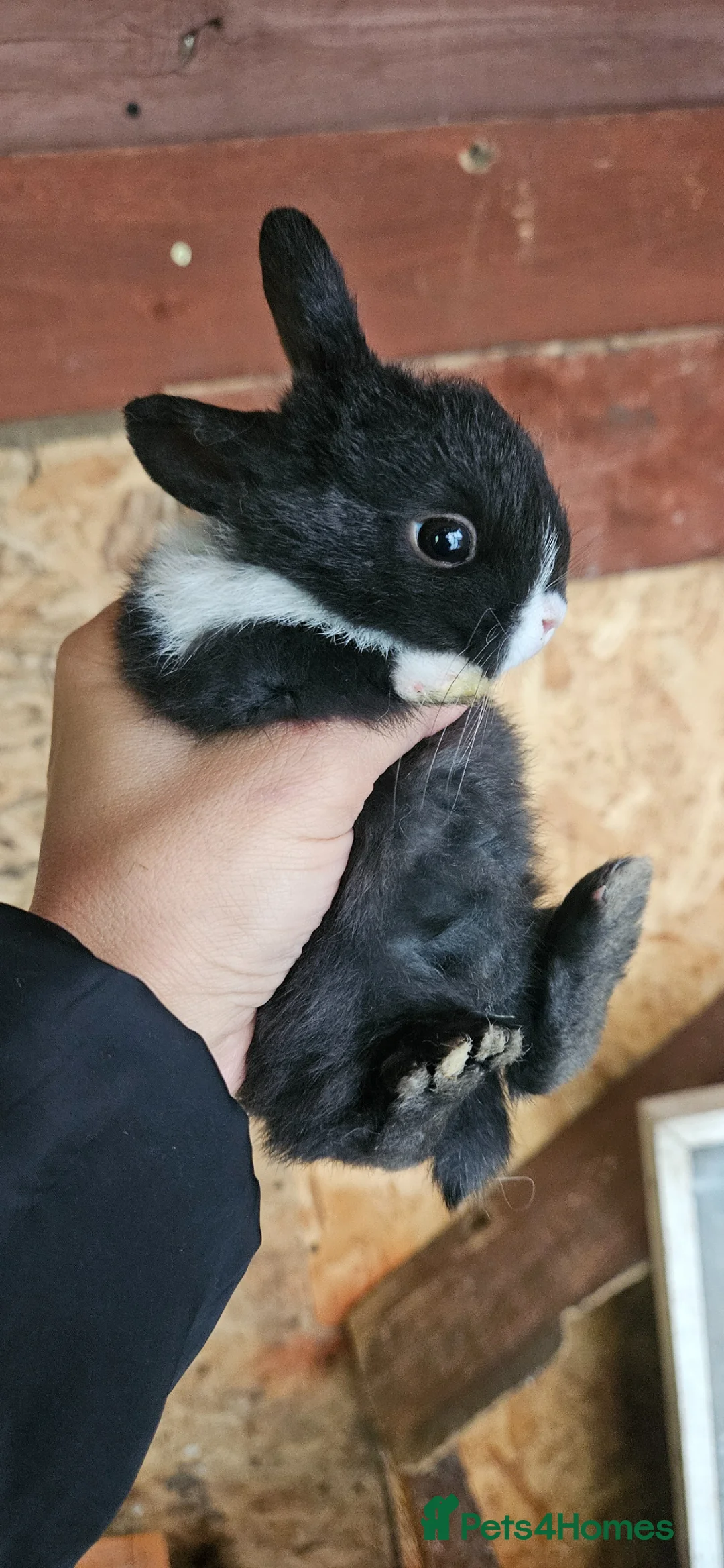 Mixed Breed rabbits for sale: They are mix Rex and Dutch  - Advert 2