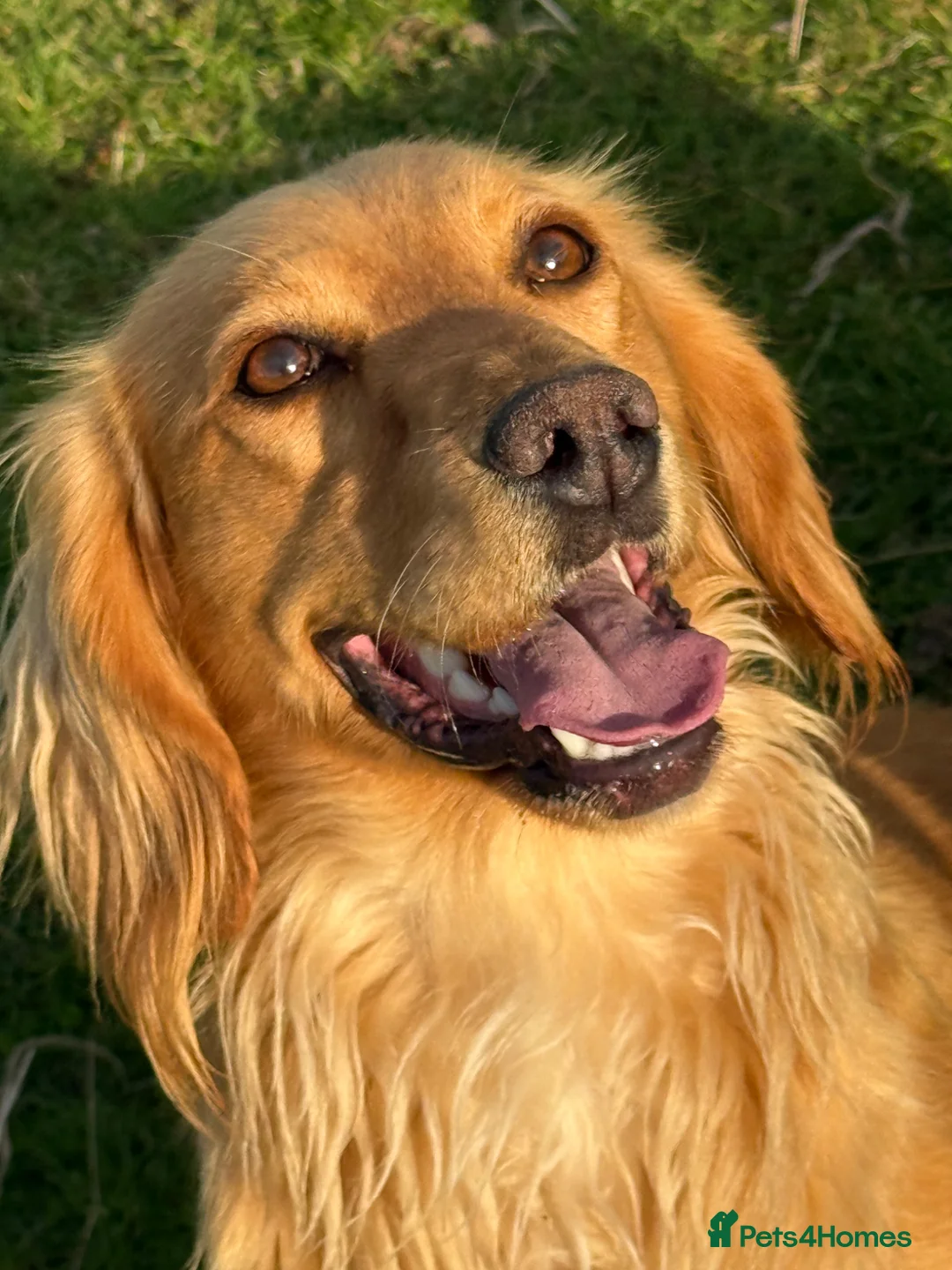 Cocker Spaniel dogs for sale: Stunning Cocker Spaniels Fully Health Tested - Advert 14