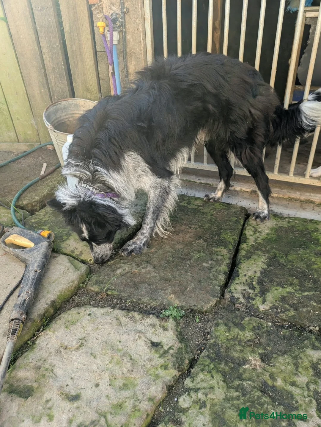 Border Collie dogs for sale: Ash long coated isds registered border collie - Advert 9