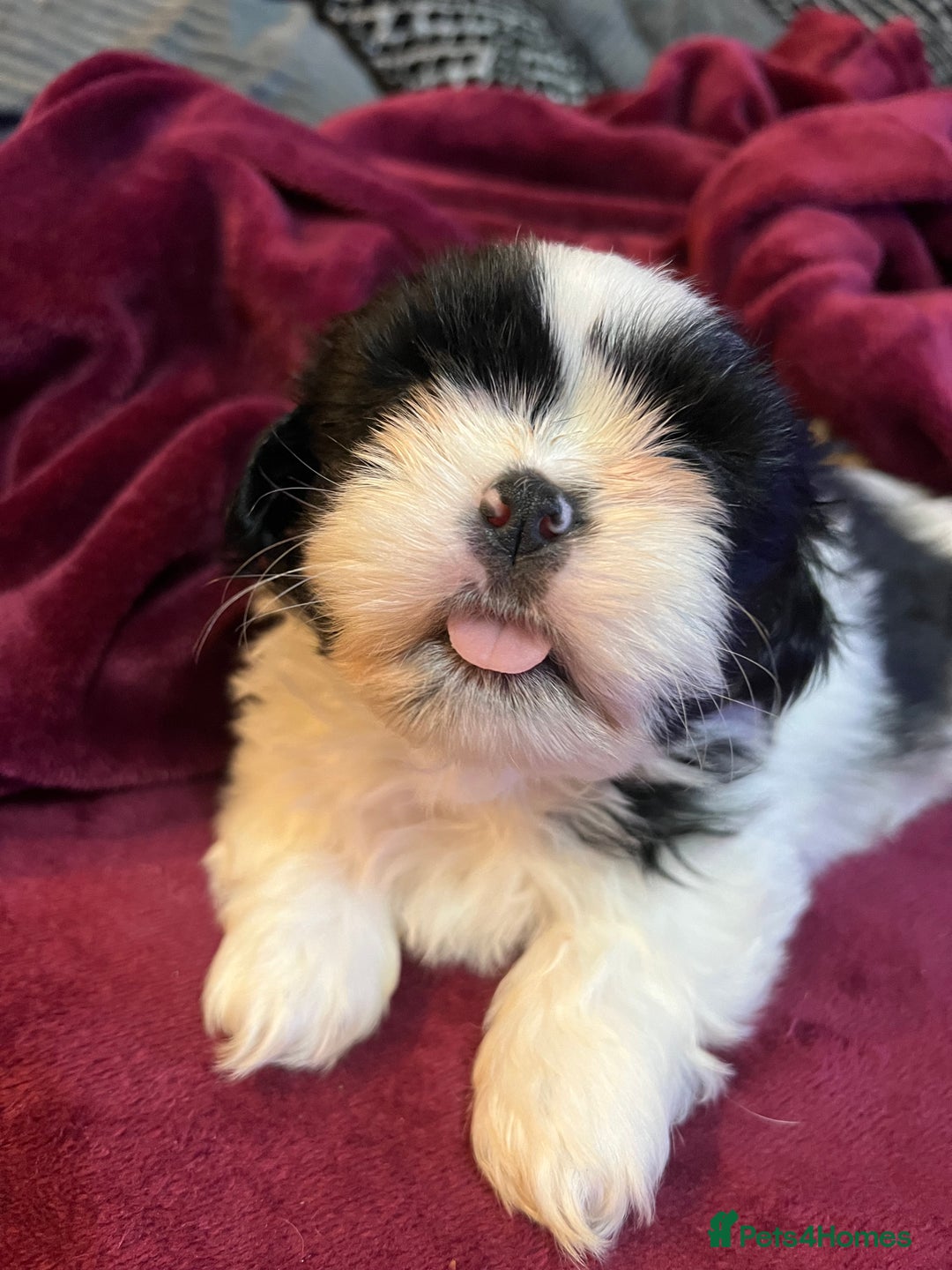 Shih Tzu dogs for sale: Shih Tzu Puppies  - Image 25