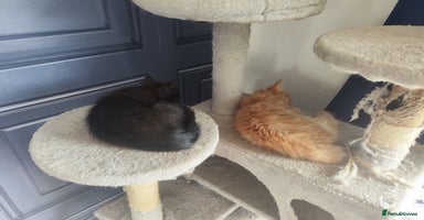 Mixed Breed cats - Advert 4