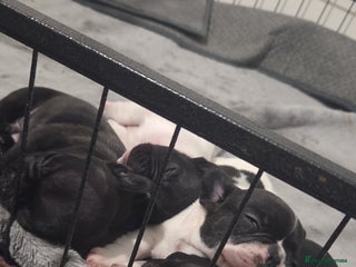French Bulldog dogs French bulldog puppies - Advert 1