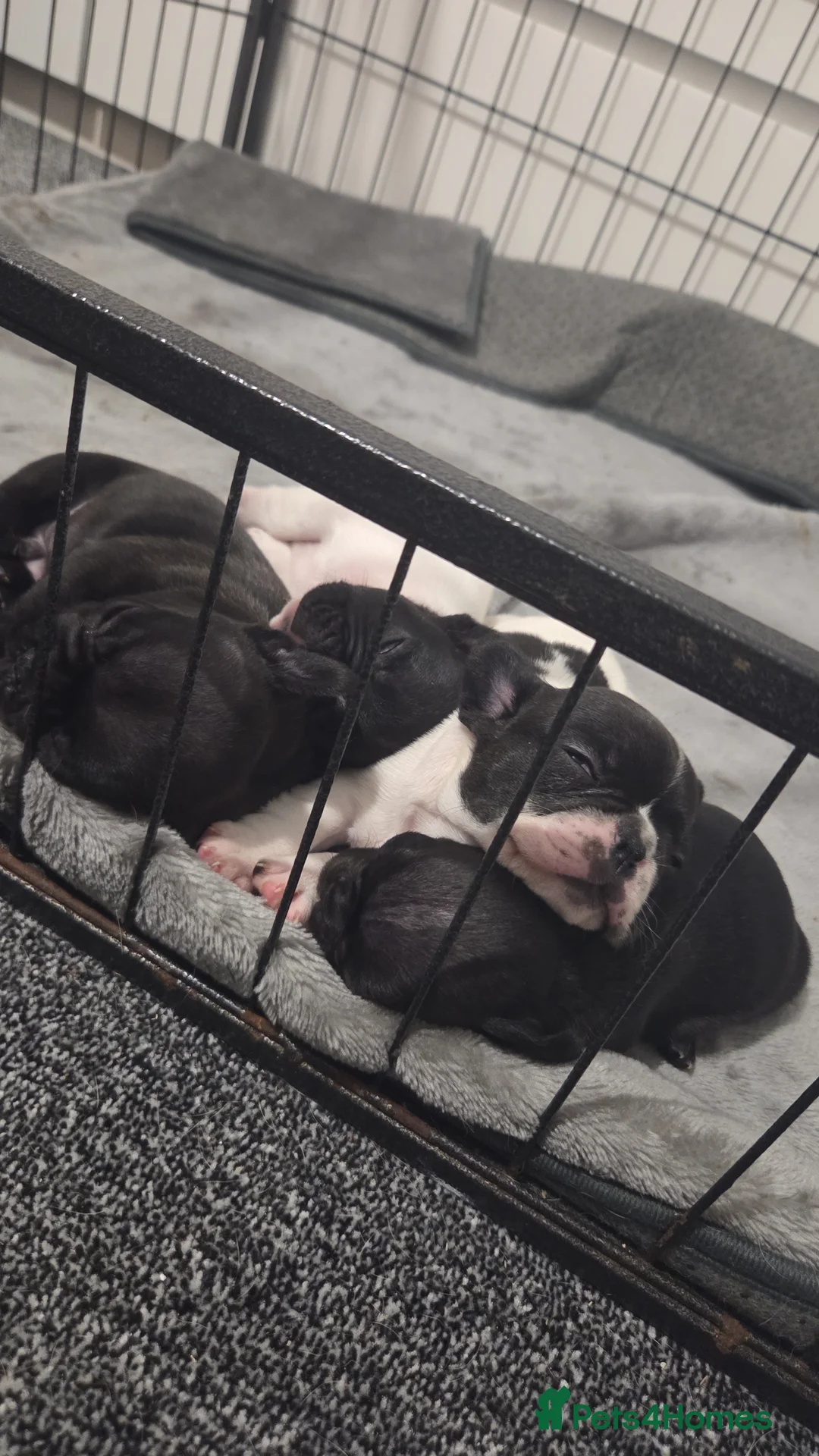 French Bulldog dogs for sale: French bulldog puppies 4 puppies still available  - Advert 4
