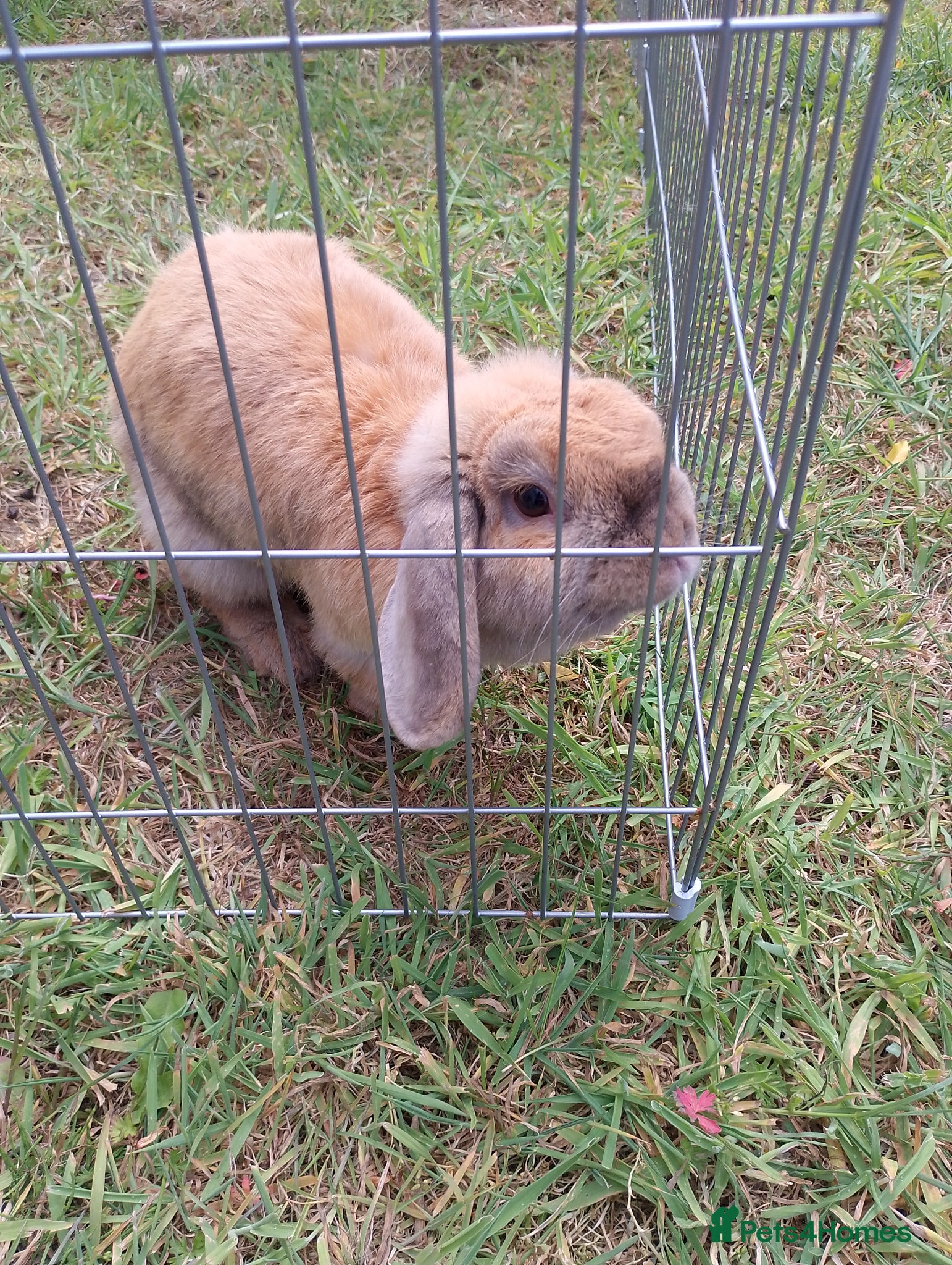 Mini Lop rabbits Female year old  - Advert 1