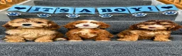 Cockapoo dogs for sale: Cockapoo puppies F1 READY NOW  - Advert 5
