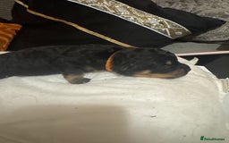 Mixed Breed dogs for sale: Rottweiler cross puppies - Image 14