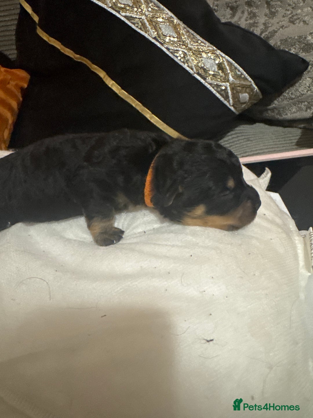 Mixed Breed dogs for sale: Rottweiler cross puppies - Image 14