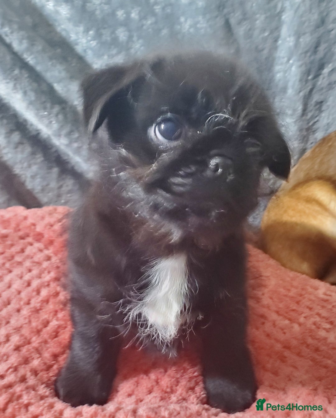 Mixed Breed dogs for sale: Shih Tzu cross Pug puppies - Advert 2